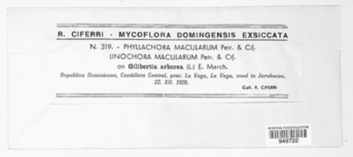 Phyllachora macularum image